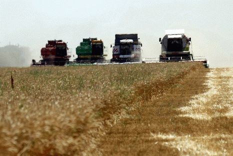 Прогнозы сбора урожая зерновых в России 2012, сбор зерновых 2012, урожай зерновых 2012, сбор пшеницы 2012, урожай пшеницы 2012