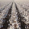 В Индии снят запрет на вывоз хлопка.