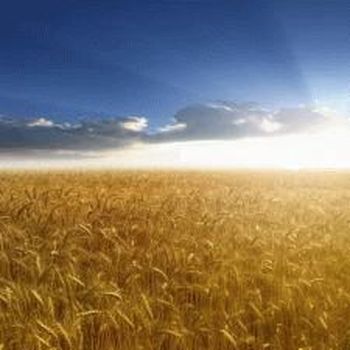 Пока экспорт зерна никто ограничивать не будет.